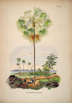 Livistona Inermis Tree