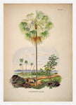 Livistona Inermis Tree