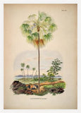 Livistona Inermis Tree
