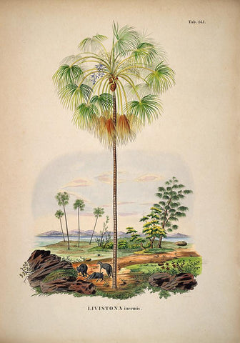 Livistona Inermis Tree