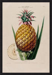 L'ananas Pain De Sucre
