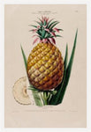 L'ananas Pain De Sucre