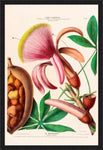 Le Marronier