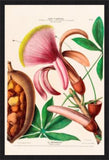Le Marronier