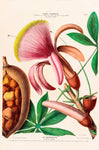 Le Marronier