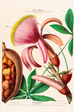 Le Marronier