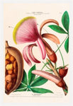 Le Marronier