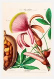 Le Marronier