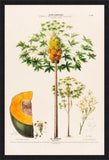 Le Papayer