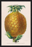 L' Ananas