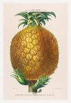 L' Ananas
