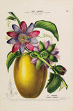 La Barbadine Passiflora