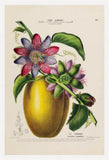 La Barbadine Passiflora