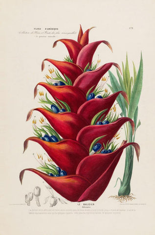 Le Balisier