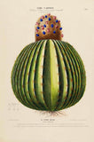 Le Cierge Melon