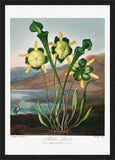 Pitcher Plant