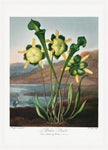 Pitcher Plant