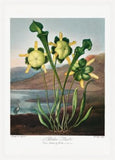 Pitcher Plant