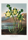 Pitcher Plant