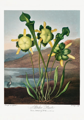 Pitcher Plant