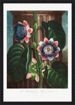 The Quadrangular Passion Flower from the Temple of Flora