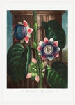 The Quadrangular Passion Flower from the Temple of Flora