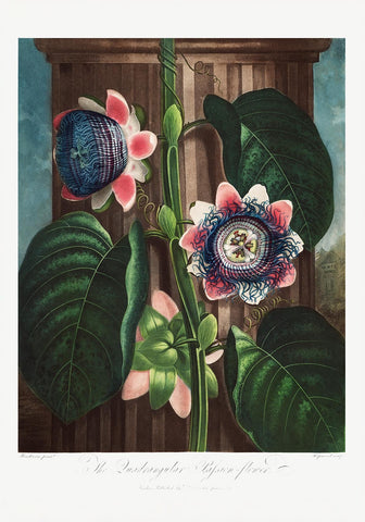 The Quadrangular Passion Flower from the Temple of Flora