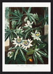 The Passiflora Cerulea from the Temple of Flora