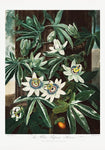 The Passiflora Cerulea from the Temple of Flora