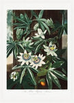 The Passiflora Cerulea from the Temple of Flora