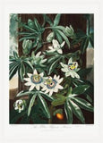 The Passiflora Cerulea from the Temple of Flora