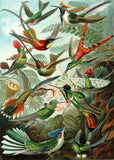Birds of Paradise from Ernst Haeckel