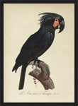 Black Macaw