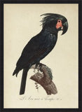 Black Macaw