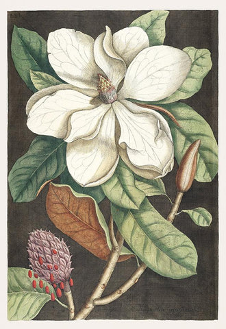 Botanic Flower