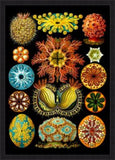 Colourful Corals Embryology