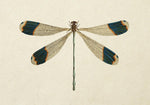 Dragon Fly