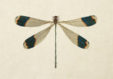 Dragon Fly