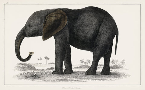 Elephant Grey