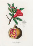 Grapefruit Flower