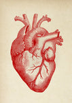 Anatomical Heart Diagram Sepia