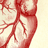Anatomical Heart Diagram Sepia