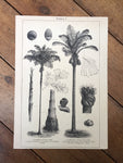Palmen I