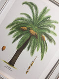Palm Tree, 1960