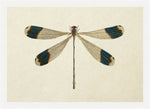 Dragon Fly