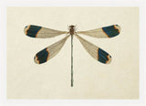 Dragon Fly
