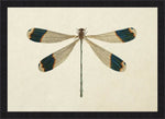 Dragon Fly