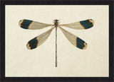 Dragon Fly