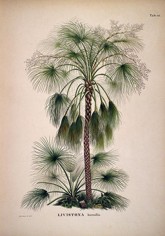 Livistona Humilis Palm Tree