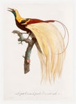 Le Petit Oiseau de Paradis